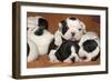 French Bulldog Puppies 10 Days Old-null-Framed Photographic Print