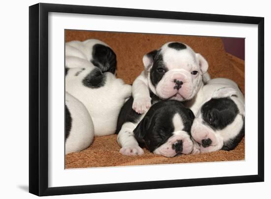 French Bulldog Puppies 10 Days Old-null-Framed Photographic Print