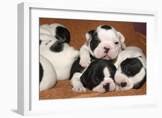 French Bulldog Puppies 10 Days Old-null-Framed Photographic Print