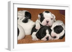 French Bulldog Puppies 10 Days Old-null-Framed Photographic Print
