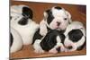 French Bulldog Puppies 10 Days Old-null-Mounted Photographic Print