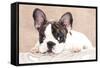 French Bulldog Puppy , 3 Months-Lilun-Framed Stretched Canvas