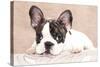 French Bulldog Puppy , 3 Months-Lilun-Stretched Canvas