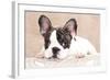 French Bulldog Puppy , 3 Months-Lilun-Framed Photographic Print