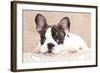 French Bulldog Puppy , 3 Months-Lilun-Framed Photographic Print