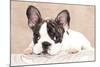 French Bulldog Puppy , 3 Months-Lilun-Mounted Photographic Print