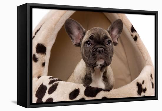 French Bulldog Puppy in Studio in Dog Bed-null-Framed Stretched Canvas