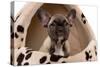 French Bulldog Puppy in Studio in Dog Bed-null-Stretched Canvas