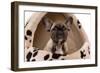 French Bulldog Puppy in Studio in Dog Bed-null-Framed Photographic Print