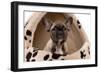 French Bulldog Puppy in Studio in Dog Bed-null-Framed Photographic Print