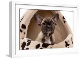 French Bulldog Puppy in Studio in Dog Bed-null-Framed Photographic Print