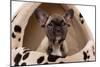 French Bulldog Puppy in Studio in Dog Bed-null-Mounted Photographic Print