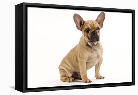 French Bulldog Puppy in Studio-null-Framed Stretched Canvas