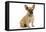 French Bulldog Puppy in Studio-null-Framed Stretched Canvas