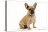 French Bulldog Puppy in Studio-null-Stretched Canvas