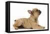 French Bulldog Puppy in Studio-null-Framed Stretched Canvas