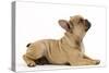 French Bulldog Puppy in Studio-null-Stretched Canvas