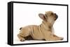 French Bulldog Puppy in Studio-null-Framed Stretched Canvas