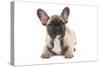 French Bulldog Puppy in Studio-null-Stretched Canvas