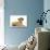 French Bulldog Puppy in Studio-null-Photographic Print displayed on a wall