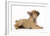 French Bulldog Puppy in Studio-null-Framed Photographic Print