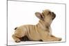 French Bulldog Puppy in Studio-null-Mounted Photographic Print