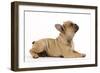 French Bulldog Puppy in Studio-null-Framed Photographic Print