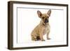 French Bulldog Puppy in Studio-null-Framed Photographic Print