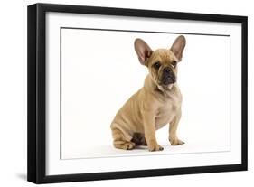 French Bulldog Puppy in Studio-null-Framed Photographic Print