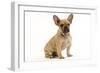 French Bulldog Puppy in Studio-null-Framed Photographic Print