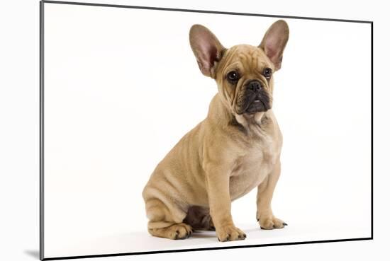 French Bulldog Puppy in Studio-null-Mounted Photographic Print