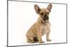 French Bulldog Puppy in Studio-null-Mounted Photographic Print