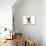 French Bulldog Puppy in Studio-null-Photographic Print displayed on a wall