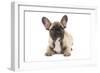 French Bulldog Puppy in Studio-null-Framed Photographic Print