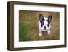 French Bulldog Puppy on the Grass-Patryk Kosmider-Framed Photographic Print