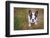 French Bulldog Puppy on the Grass-Patryk Kosmider-Framed Photographic Print