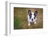 French Bulldog Puppy on the Grass-Patryk Kosmider-Framed Photographic Print