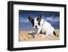 French Bulldog Puppy Playing on the Beach-Patryk Kosmider-Framed Photographic Print