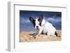 French Bulldog Puppy Playing on the Beach-Patryk Kosmider-Framed Photographic Print