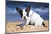 French Bulldog Puppy Playing on the Beach-Patryk Kosmider-Mounted Photographic Print