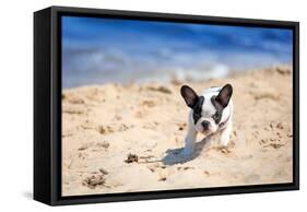 French Bulldog Puppy Running On The Beach-Patryk Kosmider-Framed Stretched Canvas