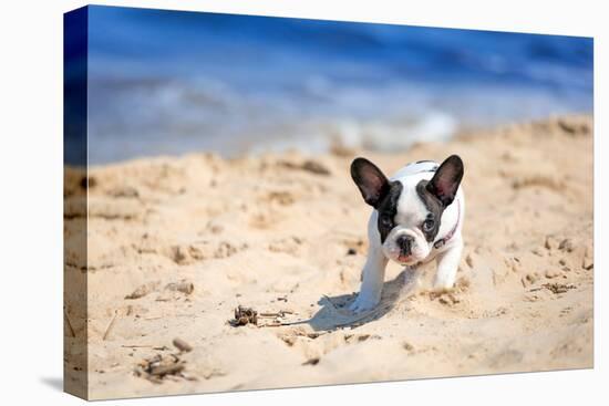 French Bulldog Puppy Running On The Beach-Patryk Kosmider-Stretched Canvas