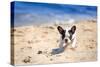 French Bulldog Puppy Running On The Beach-Patryk Kosmider-Stretched Canvas