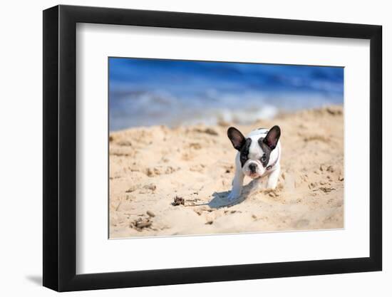 French Bulldog Puppy Running On The Beach-Patryk Kosmider-Framed Photographic Print