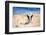 French Bulldog Puppy Running On The Beach-Patryk Kosmider-Framed Photographic Print