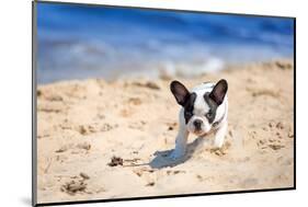 French Bulldog Puppy Running On The Beach-Patryk Kosmider-Mounted Photographic Print