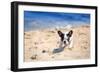 French Bulldog Puppy Running On The Beach-Patryk Kosmider-Framed Photographic Print