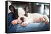 French Bulldog Puppy Sleeping on Knees-Patryk Kosmider-Framed Stretched Canvas