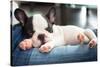 French Bulldog Puppy Sleeping on Knees-Patryk Kosmider-Stretched Canvas
