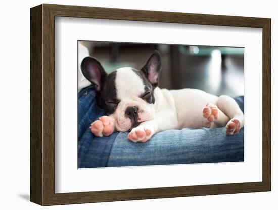 French Bulldog Puppy Sleeping on Knees-Patryk Kosmider-Framed Photographic Print